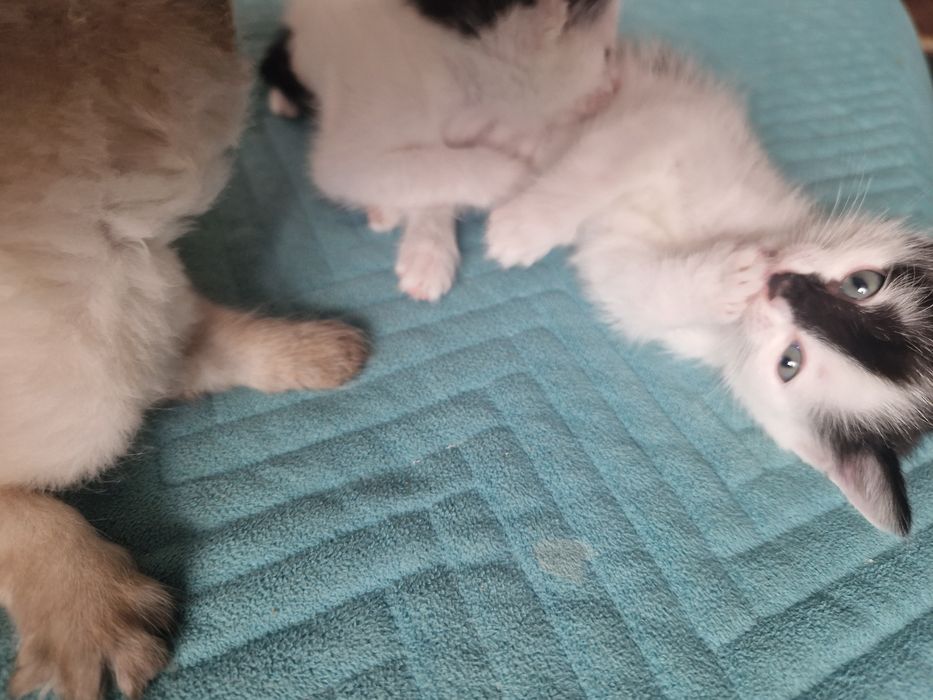 Отдам котят в добрые руки)