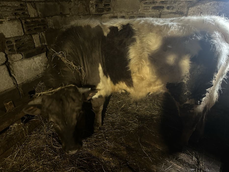 Бұқа 2жарым жасар