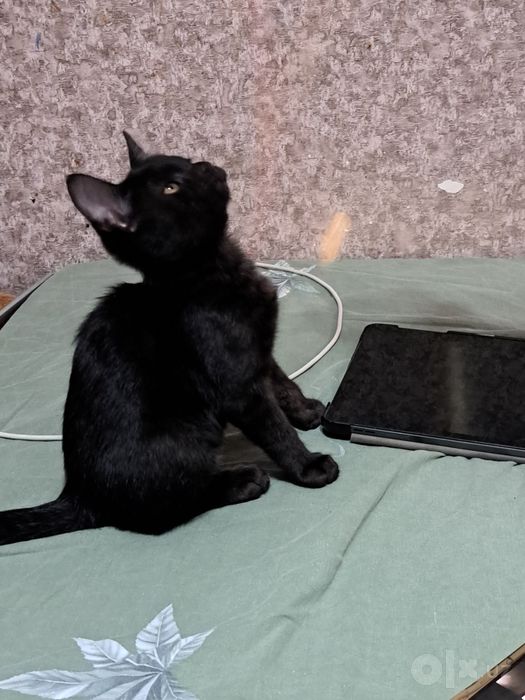 котята совершенно здоровый мальчик 2 месяца очень умный малыш