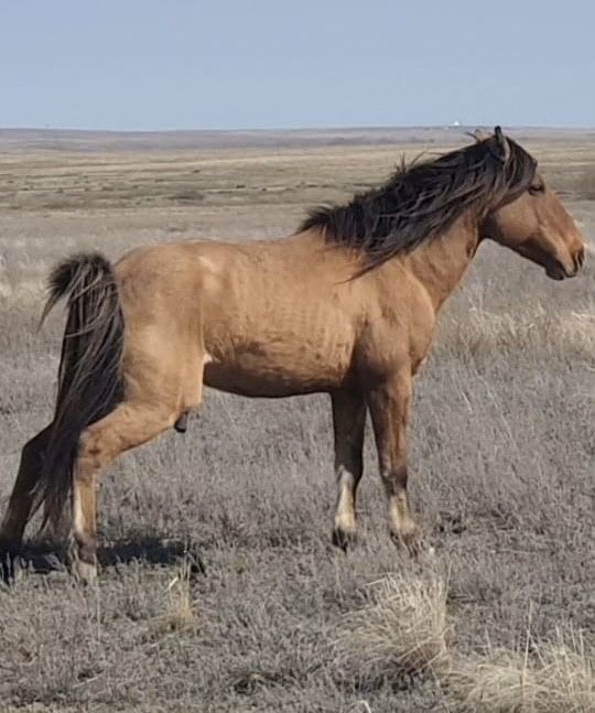 Айғыр сатылады қан ауыстыруға