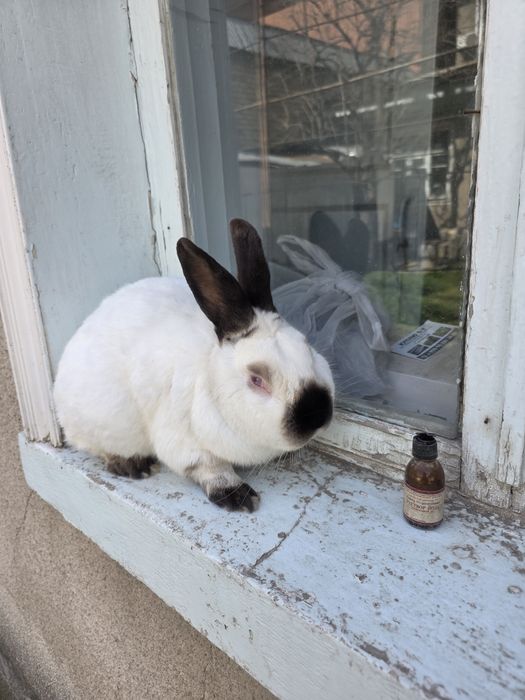 Quyon toza kaliforniya