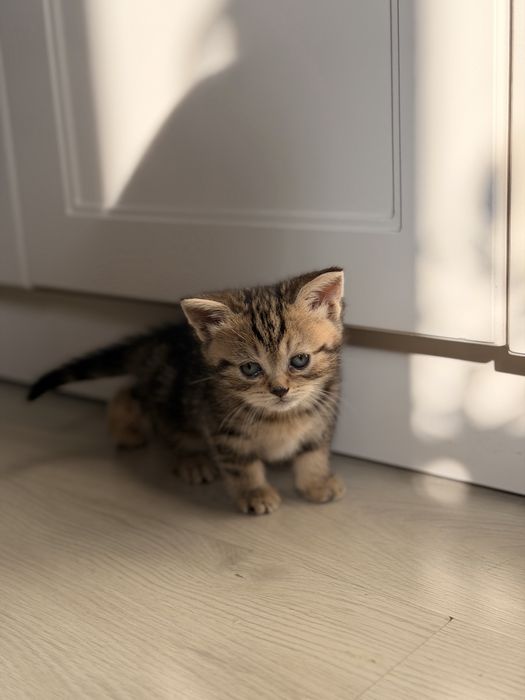 Вислоухие британцы кошки
