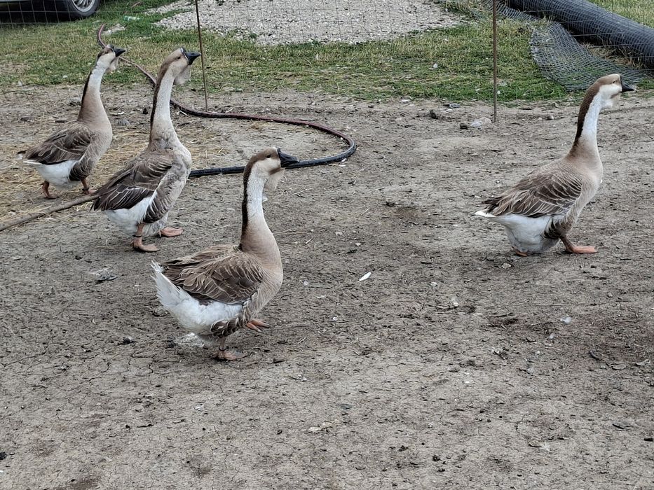 Vând gâște Africane ( leșești)