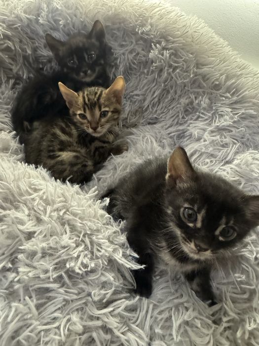 Бенгальские котята