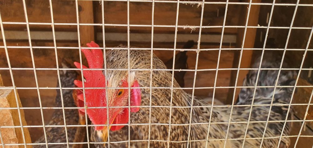 Brama horozla sotiladi