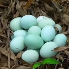 Кора ухайюль товуклари ва тухумлари сотилади.