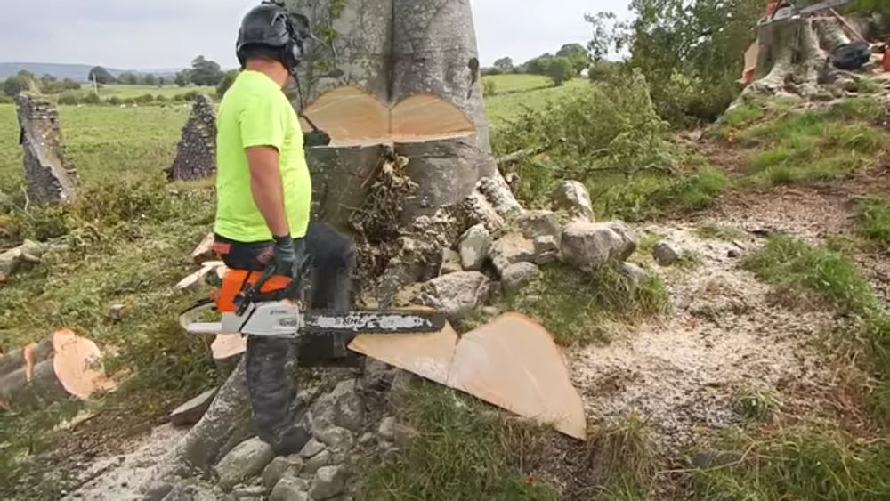 Бензопила услуг обрезка спил деревя дарахт кесиш хизмати daraxt kesish