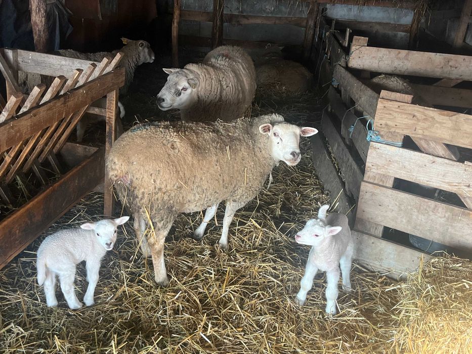 Femele Texel linie Marea Britanie