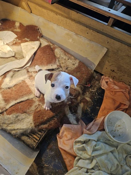 Джак Ръсел бебета