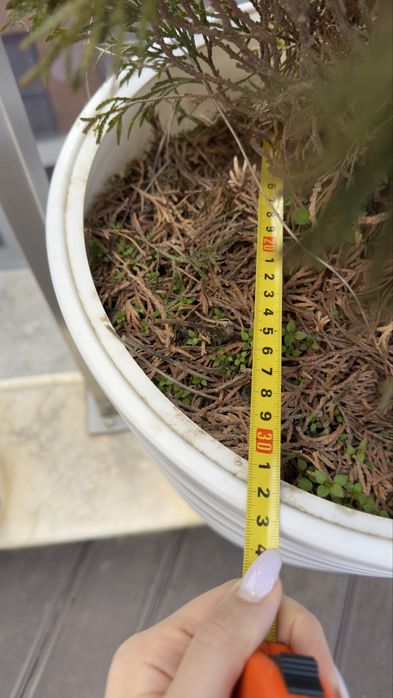 Туя 90см със саксия