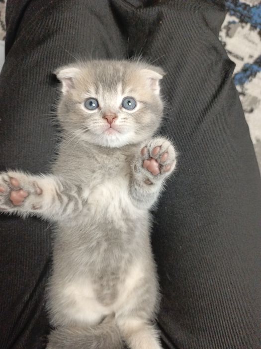 Вислоухие котята