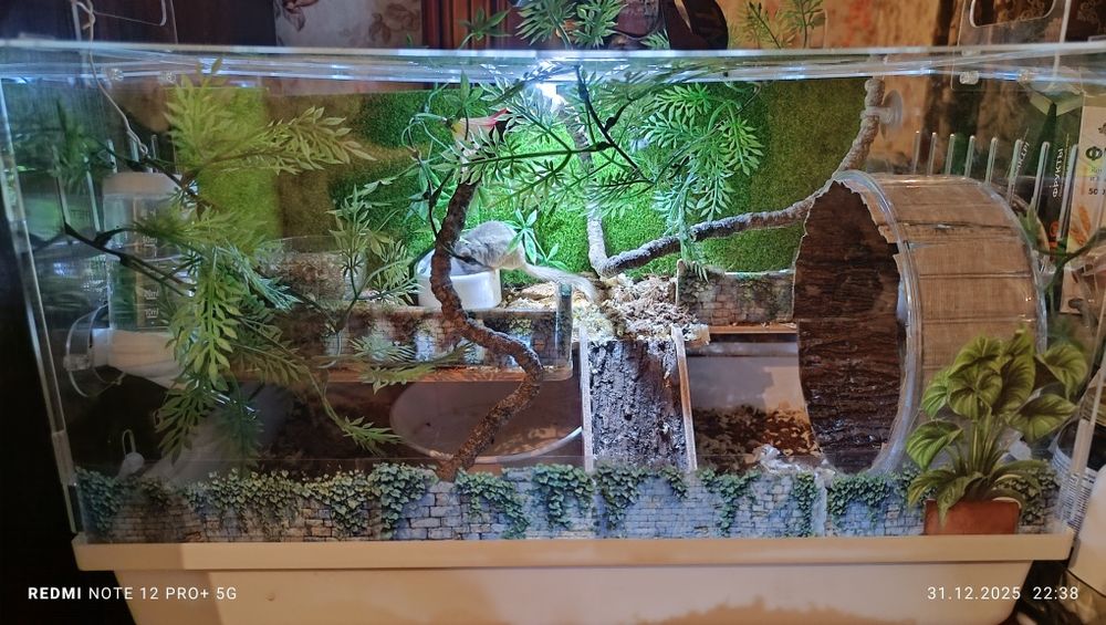 Продам грызуна с боксом.