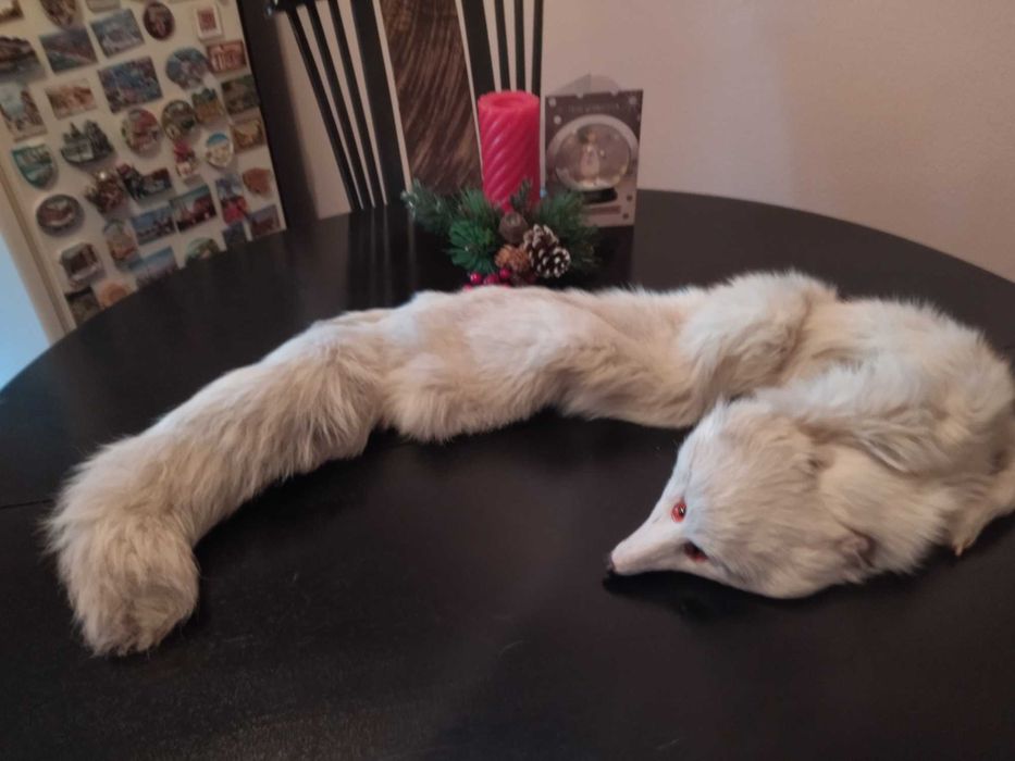 Сребърна полярна лисица