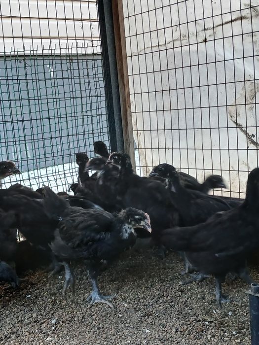 Продам породных цыплят