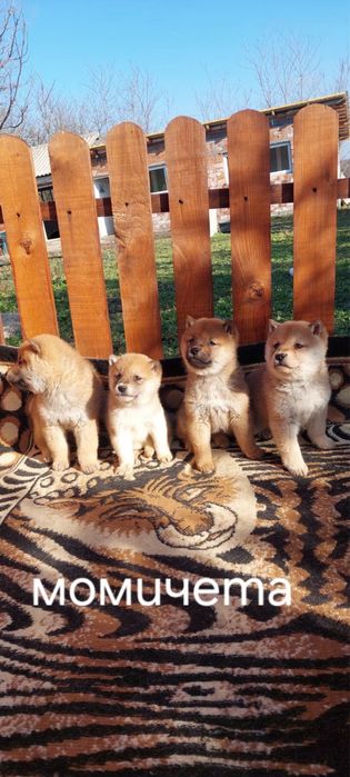 Шиба ину  Shiba Inu