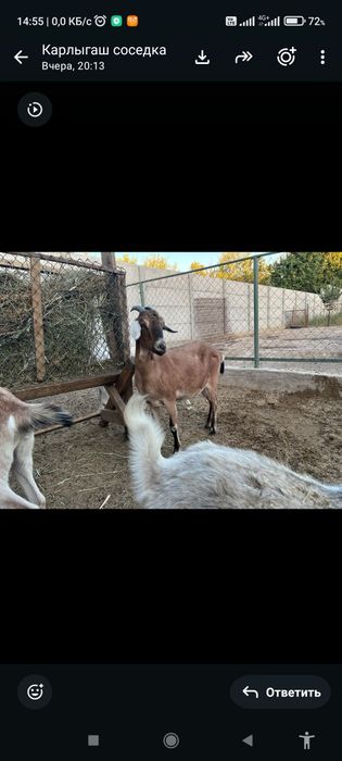 Дойная коза с козлятами