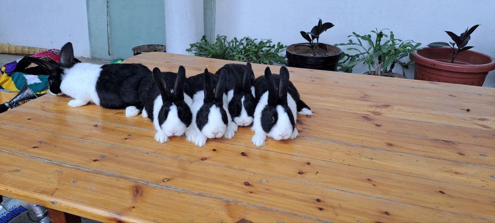 Golland krolik quyon sames самец