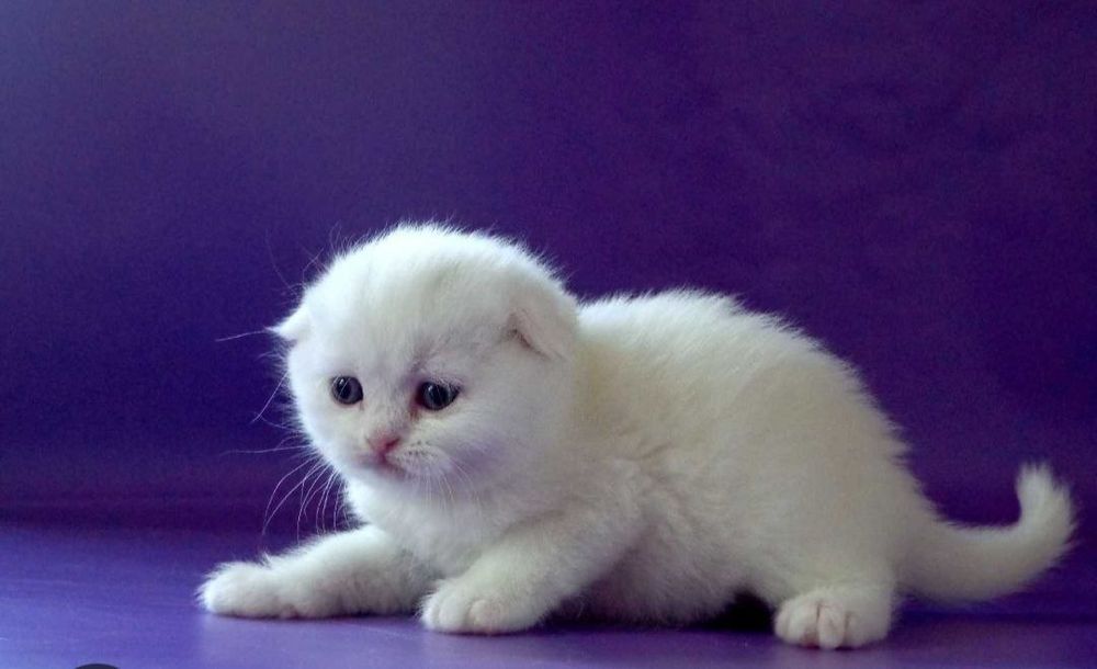 Котята фолд Белоснежки девочки, и серый