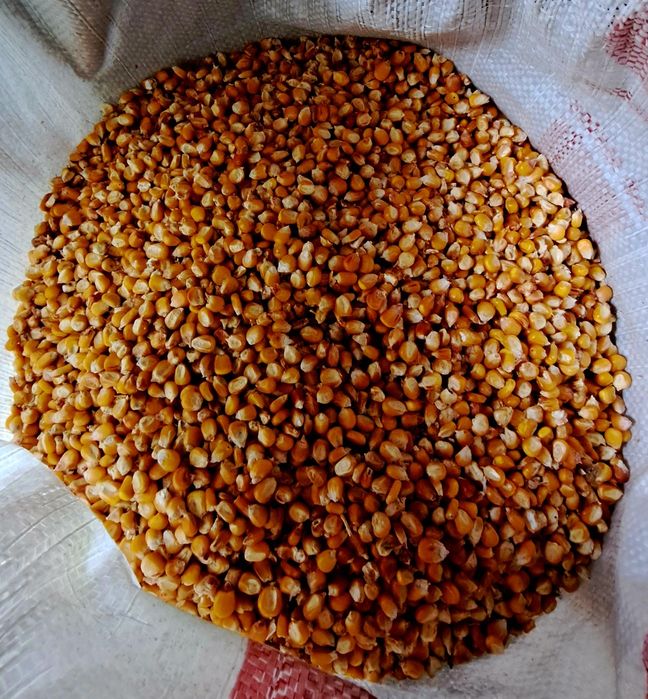 Grăunțe bio,producție 2024