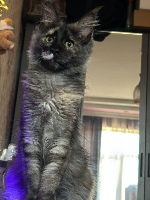 Готовы к брони котята мейнкуна