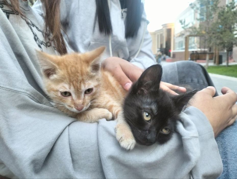 Отдадим котят в добрые руки