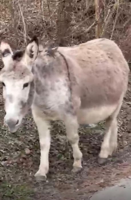 Măgărețe de vanzare