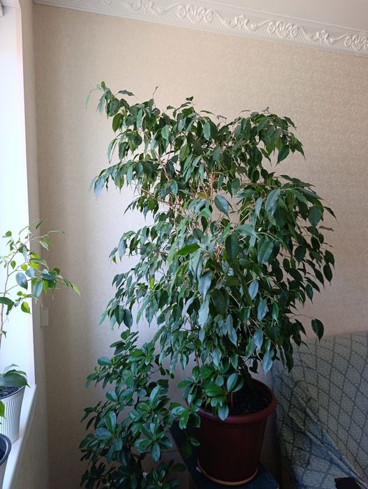 Комнатное растение