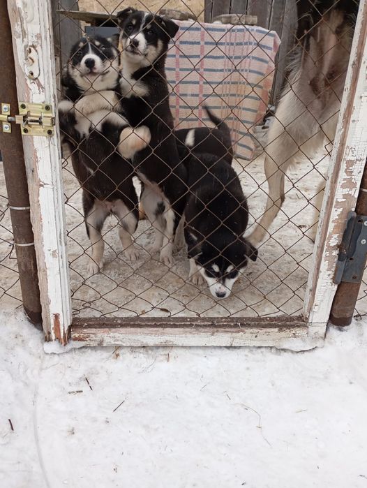 Отдам щенков в добрые руки