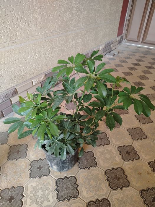 Комнатные растения, цветы, Honaki gullar, гуллар, сотилади