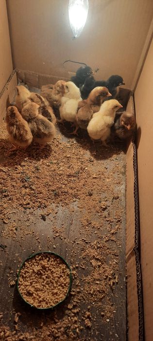 Продаются Цыплята