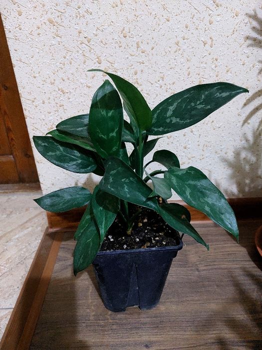 Аглонема. Мария.