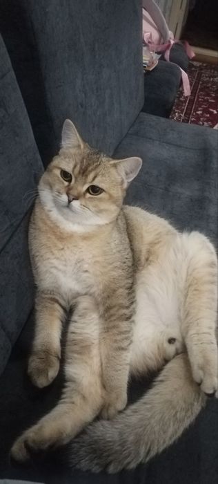 Шиншила срочна сотилади