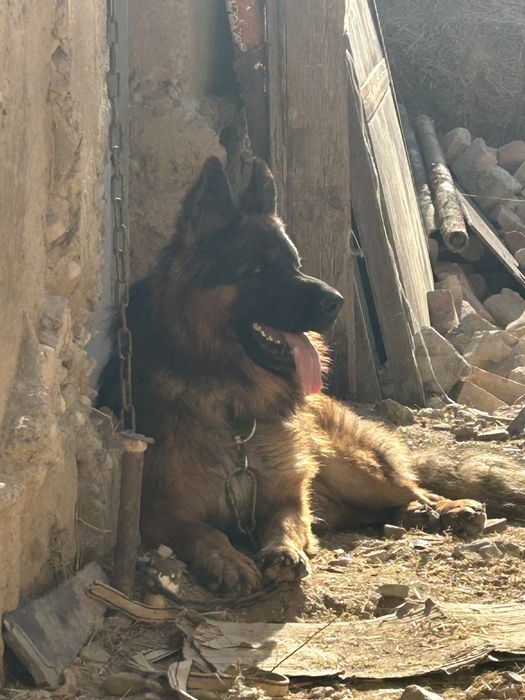 Вязка кобель немецкой овчарки