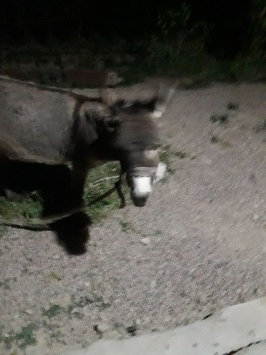 Eshak srochni sotiladi