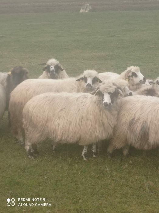 Vând 10 oi tinere