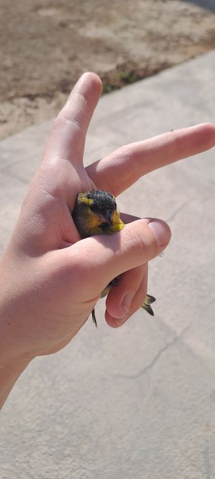Птица Певчий Шеглый