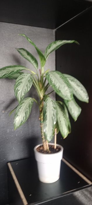 Комнатные цветы адаптированные