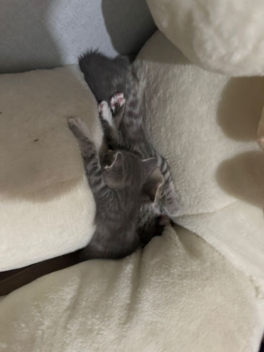 Отдам котят даром