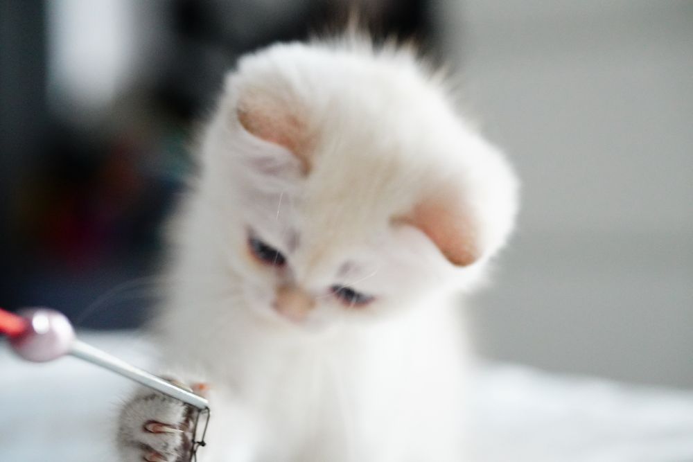 British Shorthair cu pedigree / femela