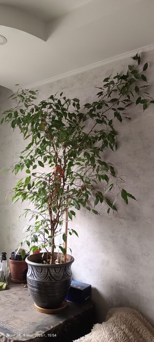 Комнатный цветок