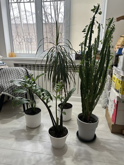 Красивые домашние цветы