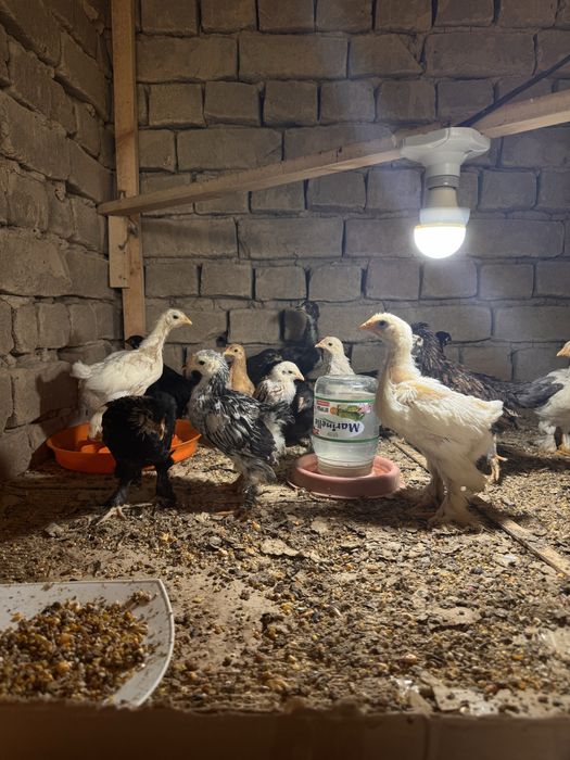Yapon bentam sotiladi tuxumda
