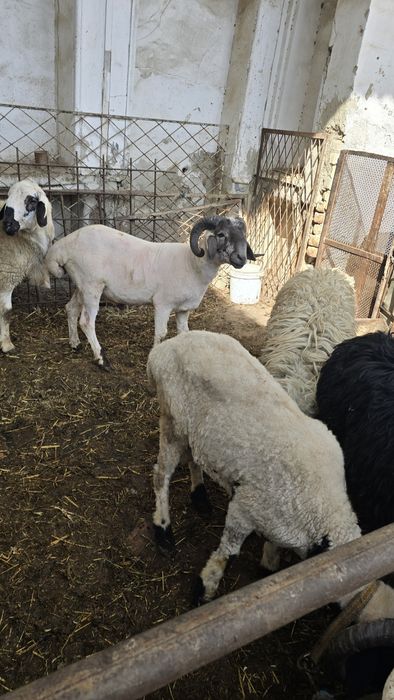 Qo'lar sotiladi.lllllll