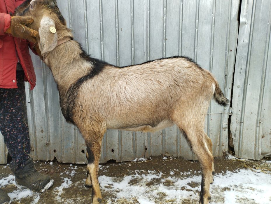 Masculi alpina franceza și anglonubiana