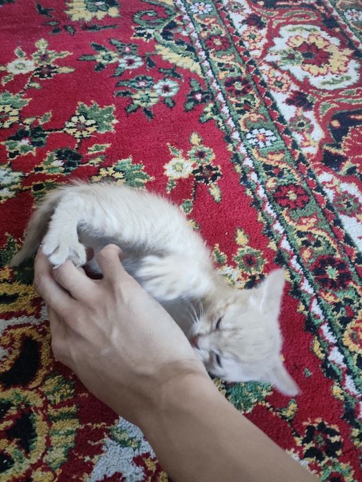 Котёночек Девушка Отдам Добрые Руки