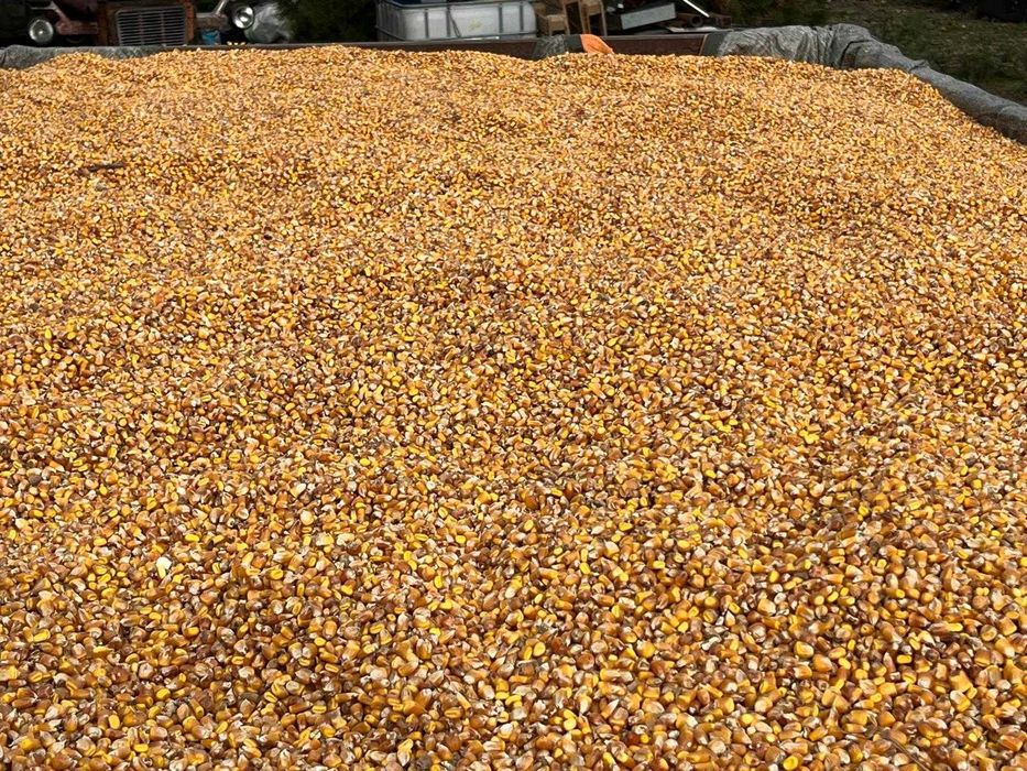 Vindem porumb in judetele Timiș și Caraș-Severin