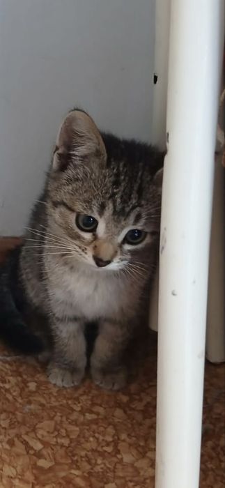 Породистый котенок(самка)