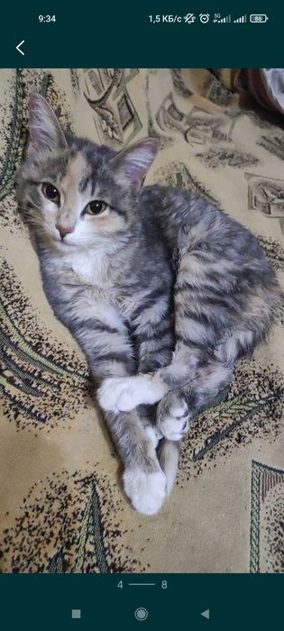 Котенок девочка 4,5 месяца