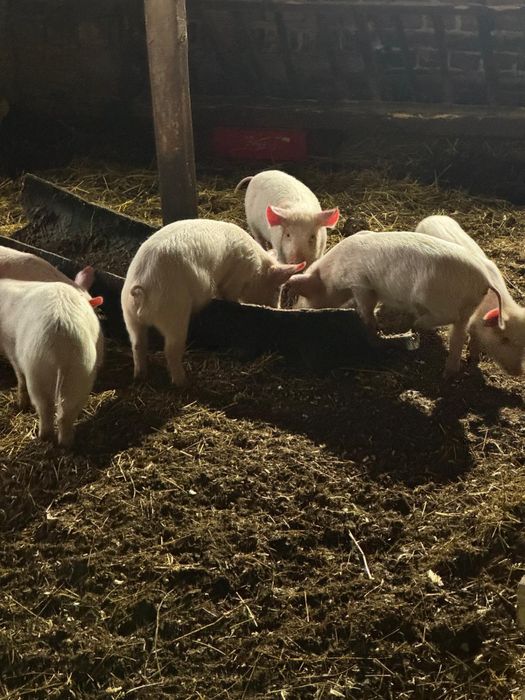 Малки прасенца ..