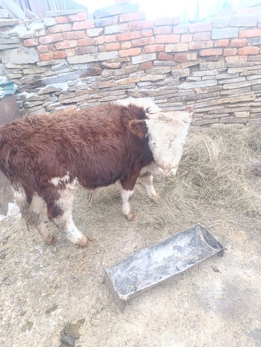 Продам телят на мясо